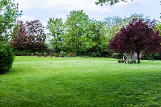 arbres anciens et nouveaux