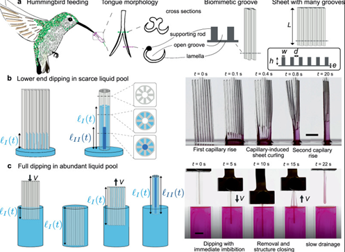 OT Colibri_OT_Colibri_ELASTOCAPILLARY-BASED POINT-OF-CARE DEVICE